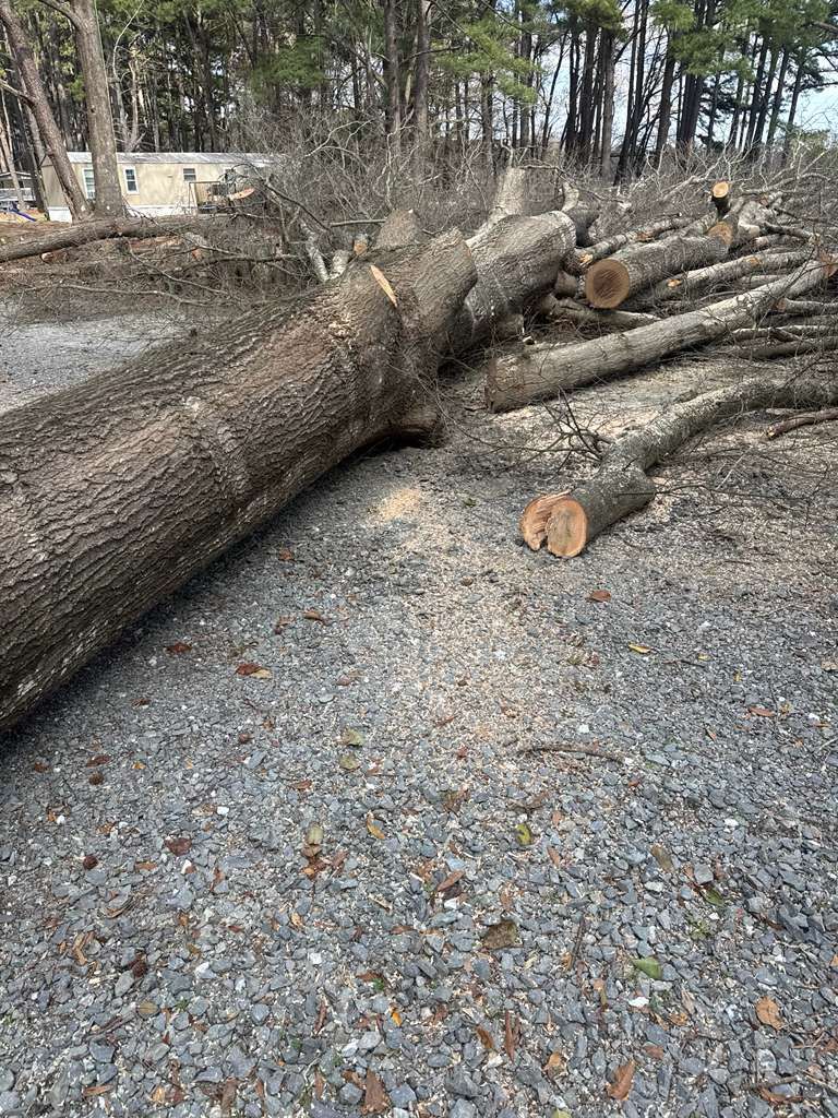 A felled hardwood tree bucked into sections on a driveway